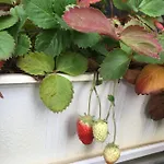 Hotel-pension Lydia 3* برلين