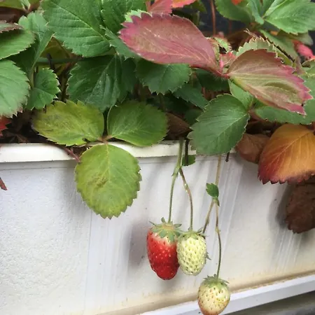 Hotel-pension Lydia 3* Berlin