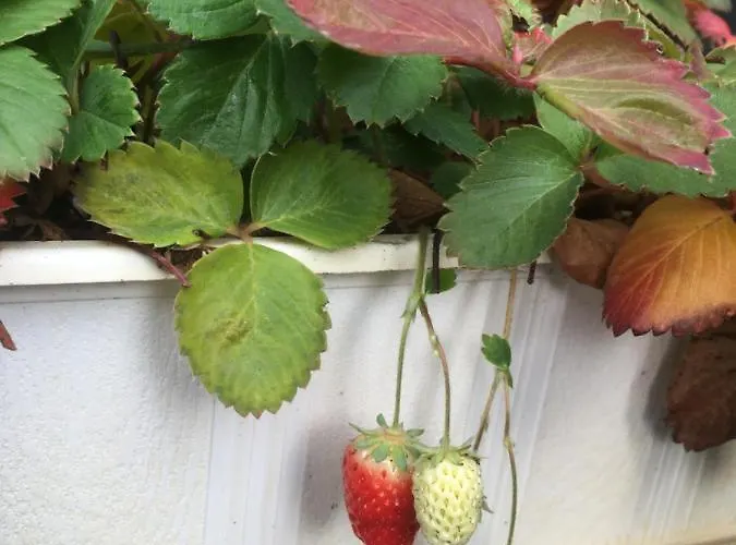 Hotel-pension Lydia 3* برلين